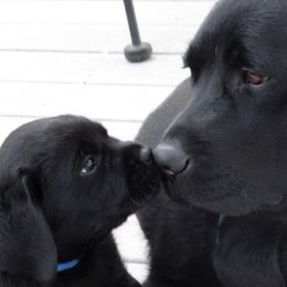 Labrador Retrievers from Timber's Labradors