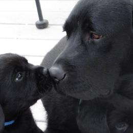 Labrador Retrievers from Timber's Labradors