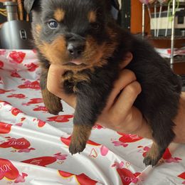 Diesel - Black and mahogany Rottweiler puppy in Detroit, Michigan from Dark Storm Kennels