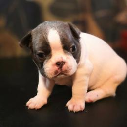 Bosley - Blue male Boston Terrier puppy in Kingsport, Tennessee from Irish Heart Bostons