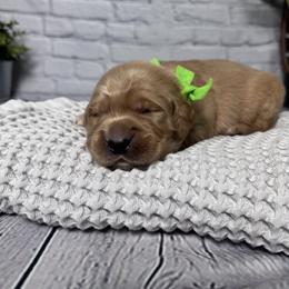 Doobie - Golden male Golden Retriever puppy in Piedmont, South Carolina from The Farm at Saluda Ridge