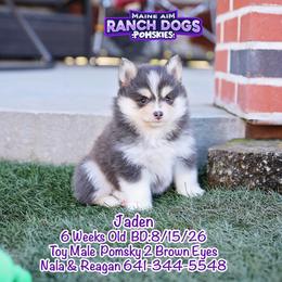 Jaden - Blue male Pomsky puppy in Humeston, Iowa from M.A.R. Dogs