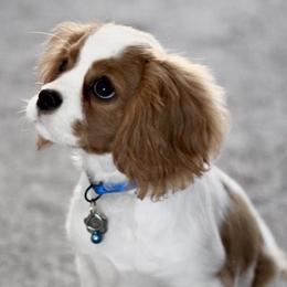 Cavalier King Charles Spaniels from The Gentle Cavalier