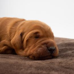 June Green Boy - Dark golden male Golden Retriever puppy in Lafayette, Alabama from Elm Hollow Golden Retrievers