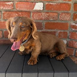 Teddy - Dachshund