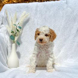 John - Parti male Goldendoodle puppy in Urbana, Illinois from ZaraDoodles