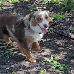 Trooper - Miniature Australian Shepherd