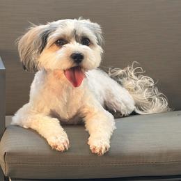 Lulu - Morkie