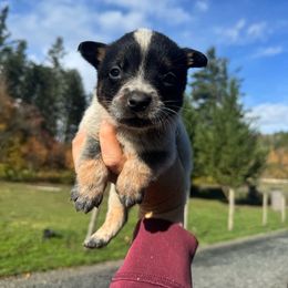 Toph - Blue speckled female Australian Cattle Dog puppy in Cottage Grove, Oregon from Heirloom Ranch