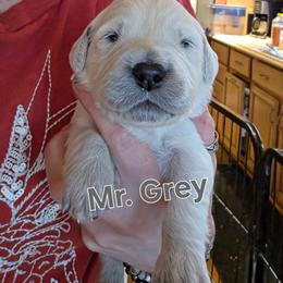 Boy 5 - Light golden male Golden Retriever puppy in Waynesburg, Ohio from Avalon English Retrievers