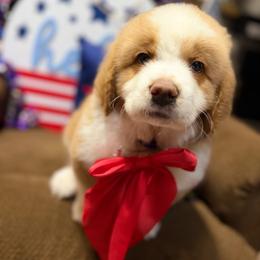 Boone - Red and white male Saint Berdoodle puppy in Lookout, California from Remington Kennels, LLC