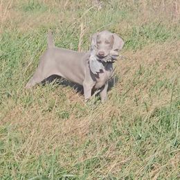 Weimaraner Puppies from So-IN Weimaraner's