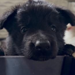 Girl 2 - Black female German Shepherd puppy in Valley Springs, South Dakota from Von Pasch German Shepherds