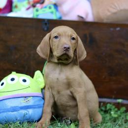 Alien - Golden rust male Vizsla puppy in Bloomington, Indiana from Envizion