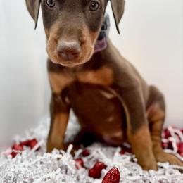 Purple - Red and rust female Doberman Pinscher puppy in Medina, Tennessee from Valorosa Doberman Kennel