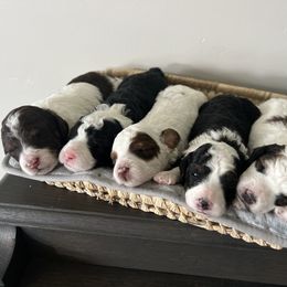 Aussiedoodle Puppies from JK Mini Doodles