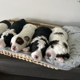 Aussiedoodle Puppies from JK Mini Doodles