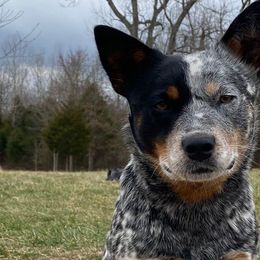 Australian Cattle Dogs from Dry Valley Heelers