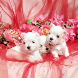 Girl 1 - female Maltese puppy in Fresno, California from Soua's Pups