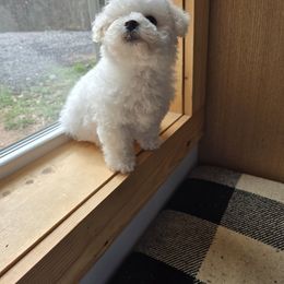 Bichon Frise and Cavalier King Charles Spaniel Puppies from Beloved Bichons & Cavaliers