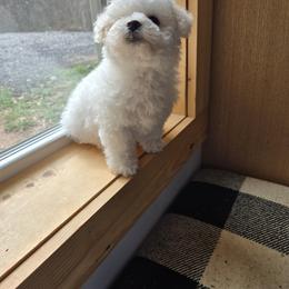 Bichon Frise and Cavalier King Charles Spaniel Puppies from Beloved Bichons & Cavaliers
