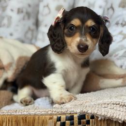 Basil - Piebald female Dachshund puppy in Duncanville, Alabama from Bear Creek Dachshunds