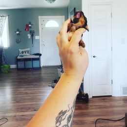 Chihuahua, French Bulldog, and Yorkshire Terrier Puppies from Royalty Tracks 👑🐾