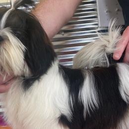 Lily - Shih Tzu