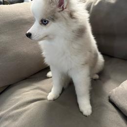 Thumper - Merle female Pomsky puppy in West Sacramento, California from Pinkie's Pomskies