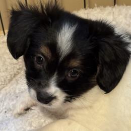 Girl 2 - female Papillon puppy in Columbia, Missouri from Triple Tier