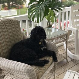 Portuguese Water Dog All Grown Up from Amada Portuguese Water Dogs