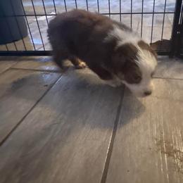 Purple collar - Red tri-color male Australian Shepherd puppy in Defuniak Springs, Florida from Blue Cypress Stock dogs