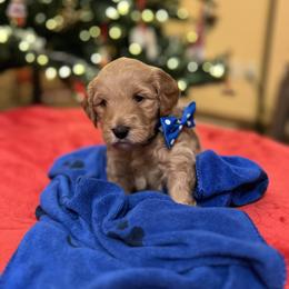 Tater - Apricot male Goldendoodle puppy in Stroudsburg, Pennsylvania from Momma’s Mini Goldendoodles