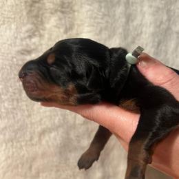 Teal - Black and rust female Doberman Pinscher puppy in Muskegon, Michigan from HillStone Dobermans