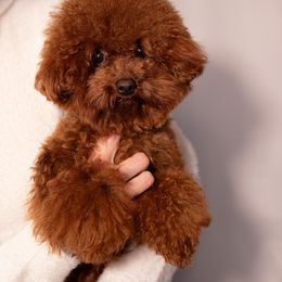 Yoda - Red  Poodle puppy in Marietta, Georgia from Toy Poodles by Iryna