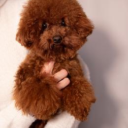 Yoda - Red  Poodle puppy in Marietta, Georgia from Toy Poodles by Iryna