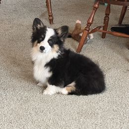 Pembroke Welsh Corgi and Poodle Puppies from Blue Diamond Kennel