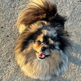 Dream - Pomeranian