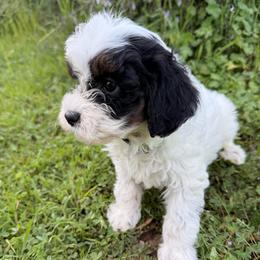 T.L - Tri-color male Cavapoo puppy in Redding, California from O’Hara  Doodles