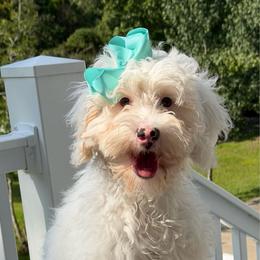 Carolina - Chalk female Australian Labradoodle puppy in Washington, North Carolina from Pamlico Labradoodles