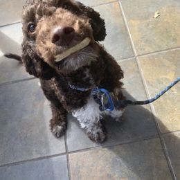 Lagotto Romagnolo Puppies from Anna’s Lagottos