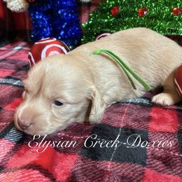 Comet - Cream male Dachshund puppy in Janesville, California from Elysian Creek Doxies