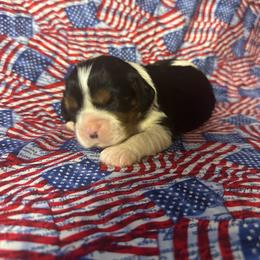 Jasmine - Tri-color female Cavalier King Charles Spaniel puppy in Broken Arrow, Oklahoma from Cavalier King Charles Heartland
