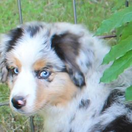 Miniature American Shepherd Puppies from KnappTyme AKC Miniature American Shepherds