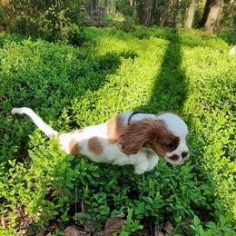 Cavalier King Charles Spaniel Puppies from London Fog Cavaliers