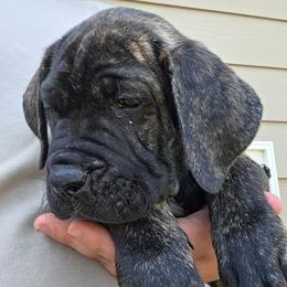 Red Collar Female - Chestnut brindle female Cane Corso puppy in Lewistown, Montana from Corsi Amore Kennels