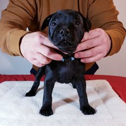 Boy 4 - Staffordshire Bull Terrier puppy in Standish, Maine from Noumenon Staffords