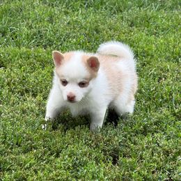 Clyde - Merle male Pomsky puppy in Doon, Iowa from Luxury Pomsky