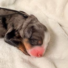 Boy 3 - Merle male Bernedoodle puppy in Sandy, Oregon from MC Doodles