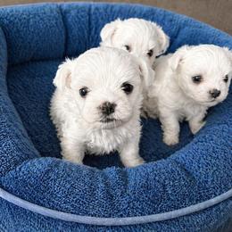 Otis - White male Maltese puppy in Coats, North Carolina from Angie's Puppies